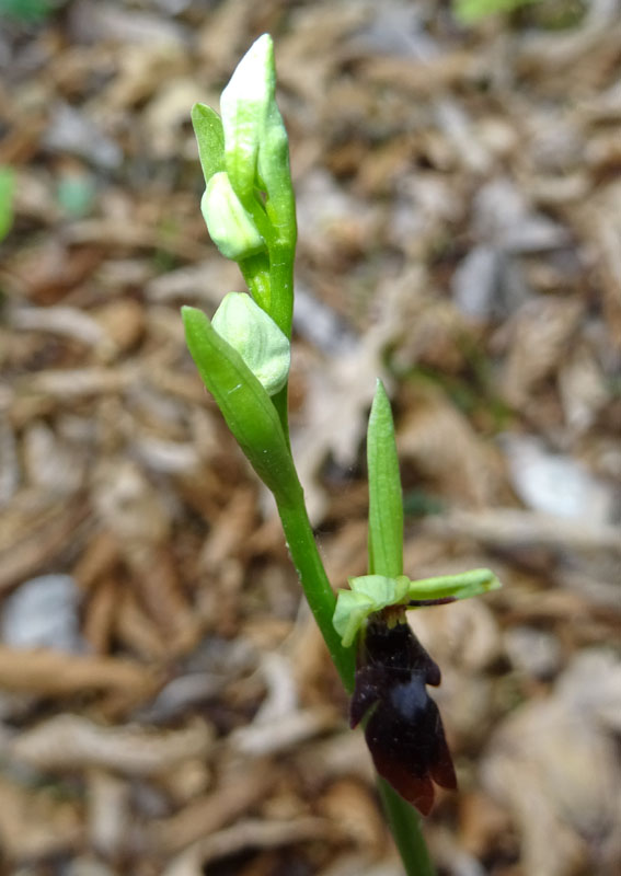 Ophrys insectifera subsp. insectifera